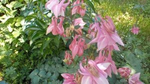 ? ВОДОСБОР ? или Аквигелия ?