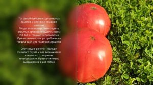 Хасковский местный - вкуснейший старинный болгарский сорт розового томата!