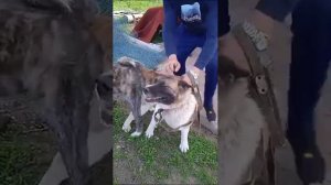 правильная вязка Акиты ину