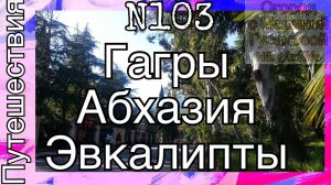 ГАГРЫ Абхазия. ЭВКАЛИПТ - дерево, которое осушает заболоченную почву. Море. Пляж Архив 2017 года