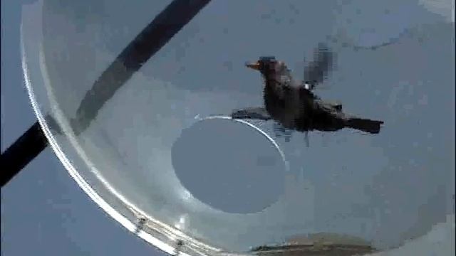 Chateaux Saint Jean de Beauregard "installation de Martha Rodriguez" смотреть онлайн