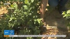 Прибыльный бизнес: ягодная ферма