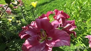 Лилии ОТ- гибриды: Бейуотч и Салтарелло (опять пересорт). Результат осенней посадки.