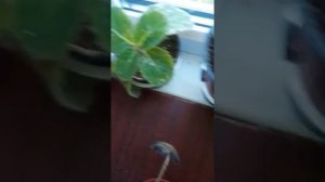 Глоксиния болеет