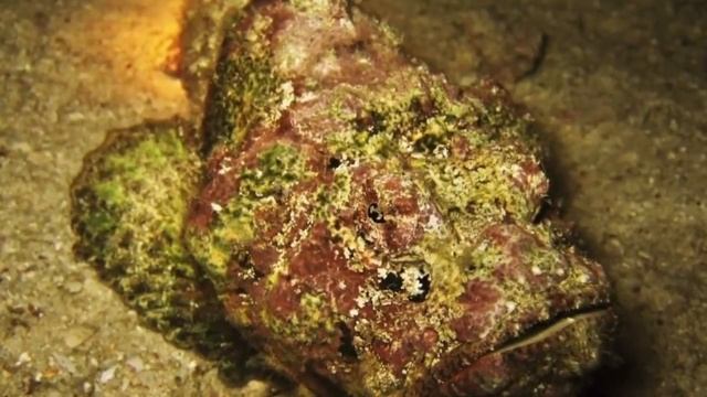 10 САМЫХ БОЛЕЗНЕННЫХ ощущений В МИРЕ