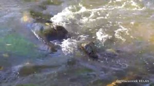 ШУМ речной ВОДЫ / 1 час / Деревенский RELAX