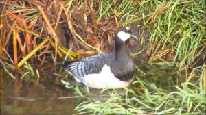 Белощёкая казарка