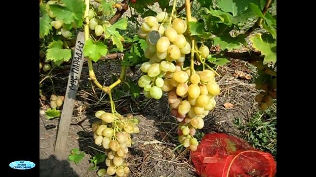ОБЗОР СОРТОВ ВИНОГРАДА- ПЛЕВЕН, ПАРАДИЗ, АБУ-ХАСАН, АРСЕНЬЕВСКИЙ. смотреть онлайн