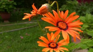 Урсиния. Дачные картинки. Уникальный проект.