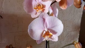Phal.Black Streep ,Phal.Lark Song - новинки !