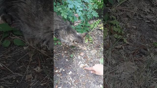 Как покормить пугливую кошку. Ч2 смотреть онлайн