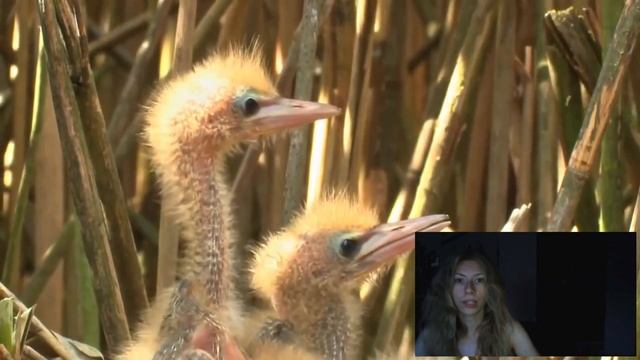 Болотная Выпь - Птичка ставшая взрывным мемом смотреть онлайн