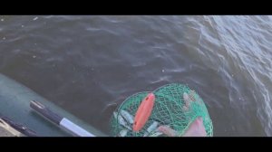 Ловля салаки на Балтийском море [ На Рыбалку ]