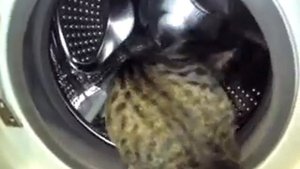 Кот крутит барабан