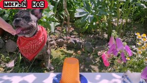 Аллергия у французского бульдога? - мы не знаем что это!