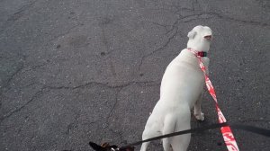 Социализация Доберман и Бультерьер Дэнни и Рой