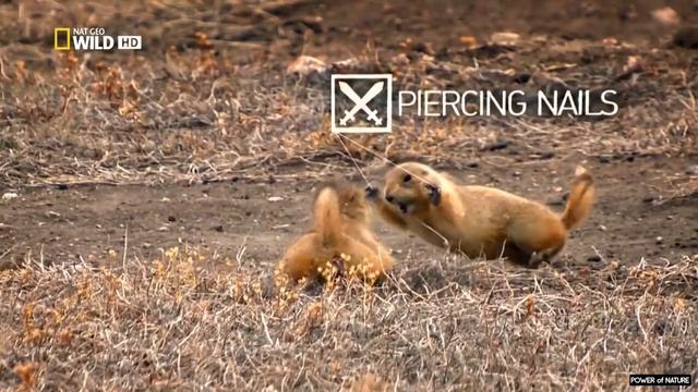 ЛУГОВЫЕ СОБАЧКИ, битва за потомство. смотреть онлайн