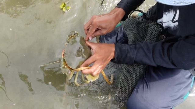 Giant Mud Crabs Catching under Water by Barehanded | Traditional Fishing Sea Crab смотреть онлайн