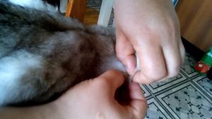 Как вытащить клеща из кота