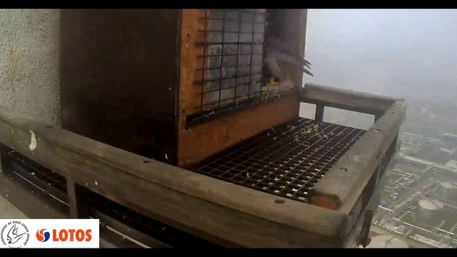 ?Как правильно дарить и получать подарок.Основы этикета. смотреть онлайн