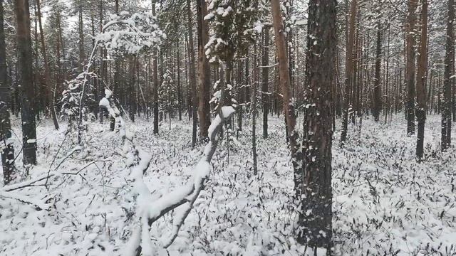 Поездка на квадроциклах по первому снегу!