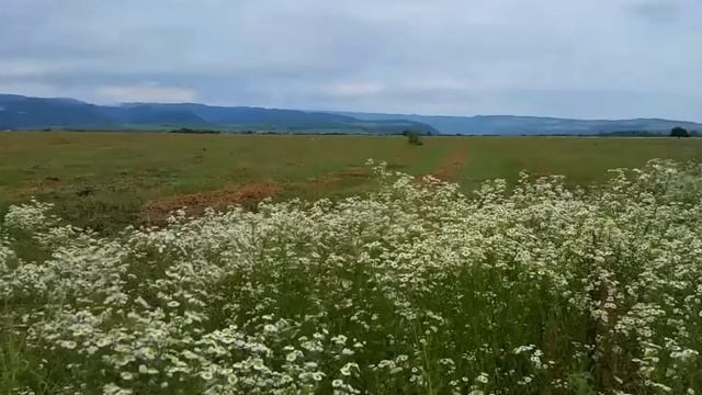 Три сорняка которые все лечат