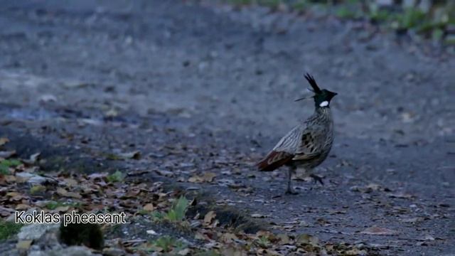 Koklas pheasant and satyr tragopan смотреть онлайн