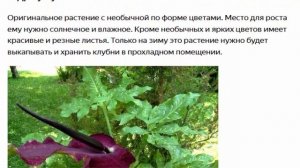 Цветы, которые стоит посадить в своем саду