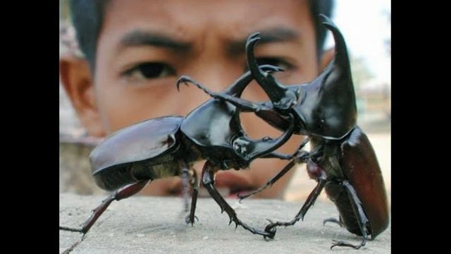 Самые странные хобби в мире