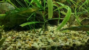 МИФЫ О ДОБАВЛЕНИЕ СОЛИ В ПРЕСНОВОДНЫЙ АКВАРИУМ