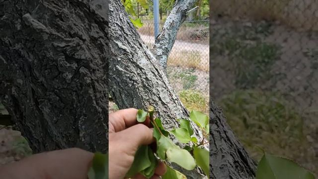 Абрикос. Урожай несмотря ни на что. смотреть онлайн