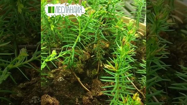 Туя западная   #yf_kak_interesno #райскоеместо #саддачаогород
