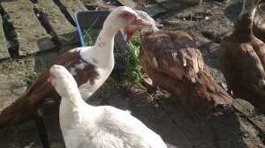 мускусные утки семья