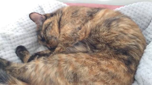 мурчание кота. приятное мурлыканье кошки для сна под музыку слушать онлайн бесплатно включить