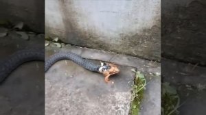 ЗМЕЯ СЪЕЛА ЛЯГУШКУ