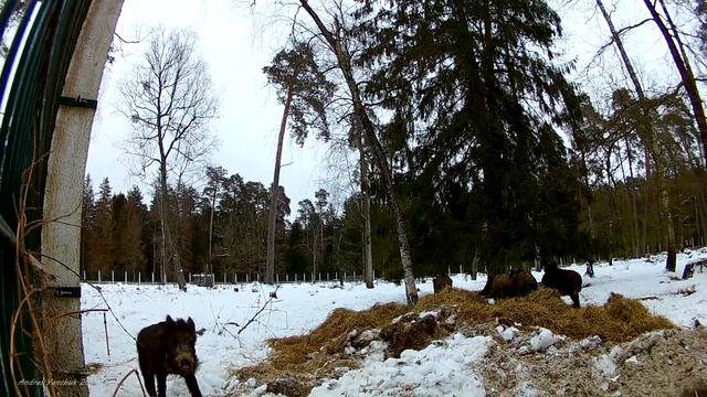 Кабаны - пушчанскія парасяты. пушча 2017 смотреть онлайн
