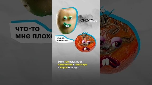 Овощной конфликт
