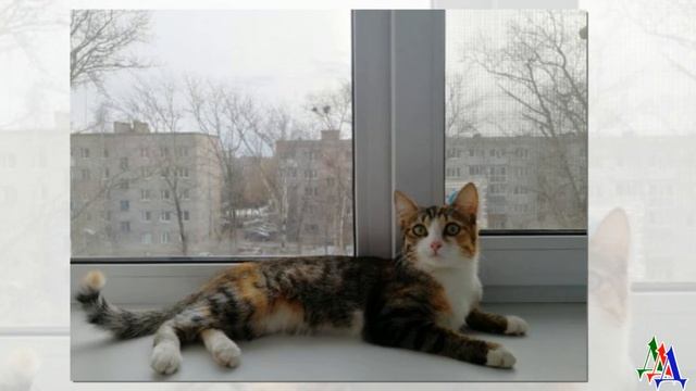 Тощий КОТЁНОК сидел на помойке, дрожа от холода  От слабости он уже не мог мяукать… смотреть онлайн