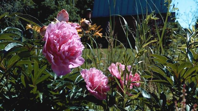 Дача 2021 смотреть онлайн