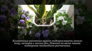 Йод для комнатных растений как подкормка. Когда нельзя удобрять растения