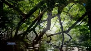 Джованни Марради - Giovanni Marradi - Renaissance