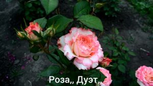 Роза,, Дуэт,, и,, Прикс П. Ж. Редут,, - первогодки