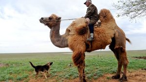 ВЕРБЛЮДЫ. 10 интересных фактов про них, купите верблюда