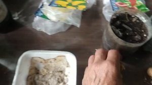 КАЛЛЫ. ПРОРАЩИВАНИЕ ЛУКОВИЦ.