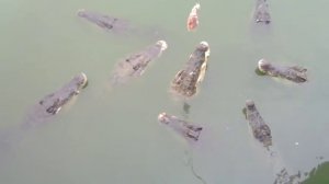 Кормление крокодилов. Крокодиловая ферма, Паттайя