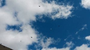 Белоносые Жуки, Голуби Астаны Часть 2