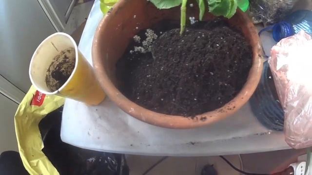 Насколько живуча павловния войлочная смотреть онлайн