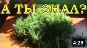 Сеем УКРОП в открытый грунт???