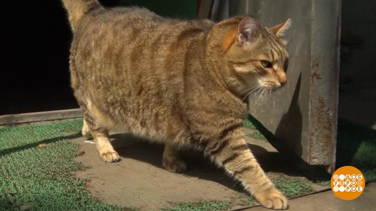 Хорошего кота должно быть много. Доброе утро. Фрагмент выпуска от 06.08.2019