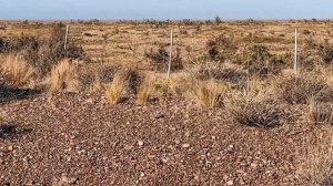 Patagonia, animal world! 2023 Патагония,животный мир! Пингвины,гуанако, морские львы, пуэрто-мадрин